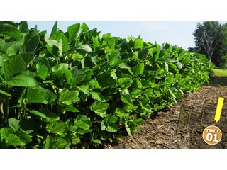 Property photo 8 - 470 Acres Mostly Productive Tillable Land - 6 Tracts